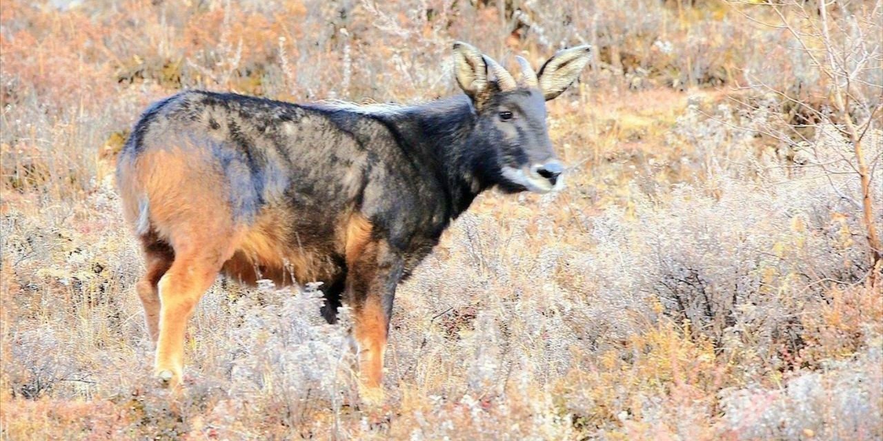 四不像正版与正版四不像，释义、解释与落实